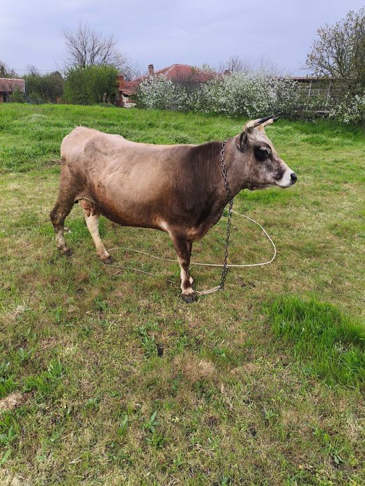 Продавам крава БРГ