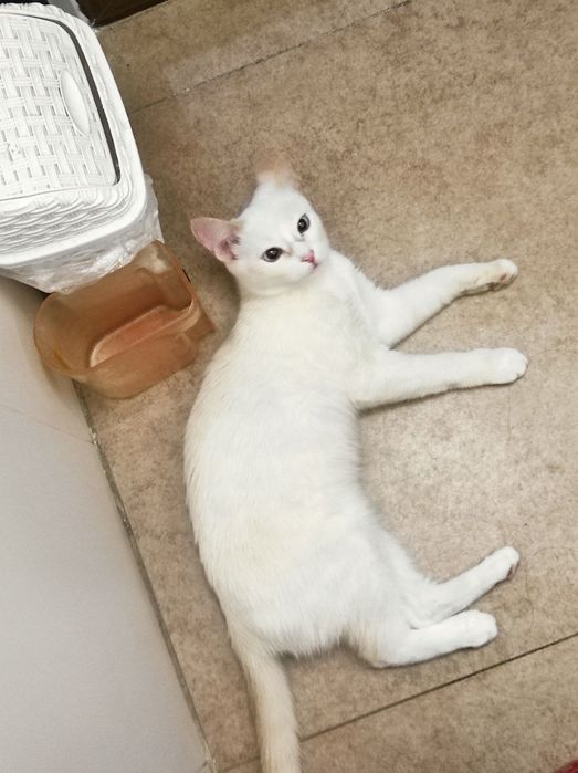 Кошечка стерилизованная