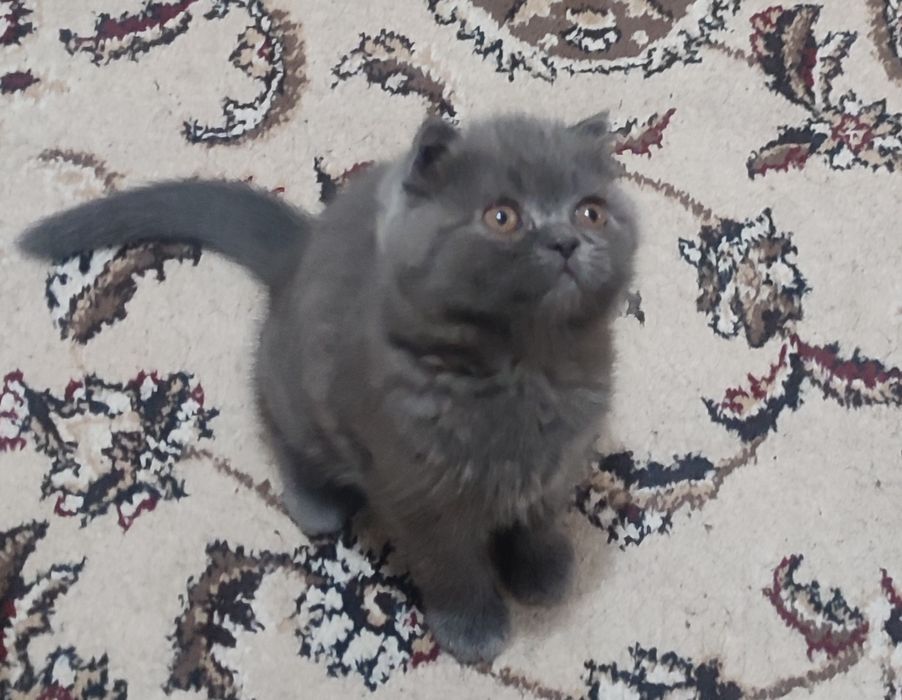 Продаются породистые котята Два месяца от правильной вязки девочка фол