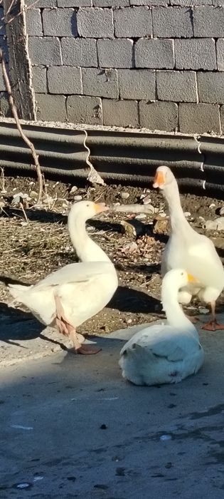 Гуси Линда  белые