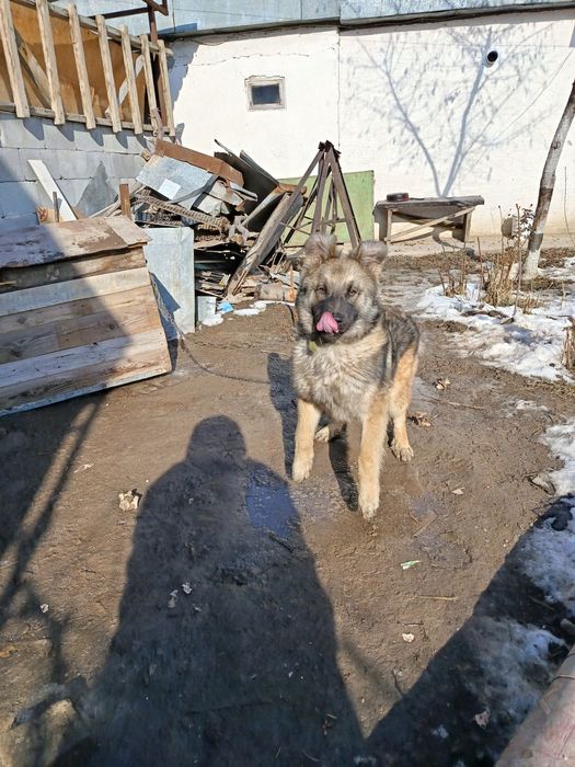 Щенки в хорошие руки