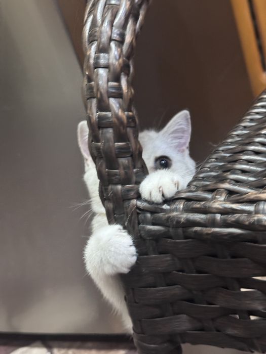 Продается девочка Скоттиш страйт
