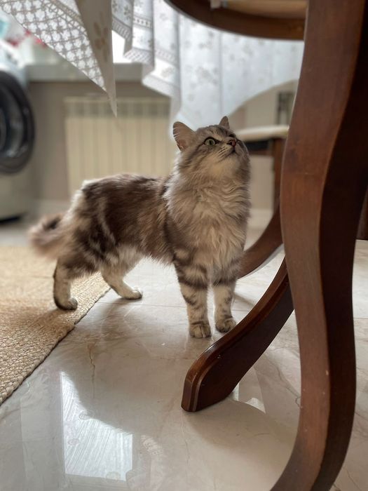 Отдам даром котенка