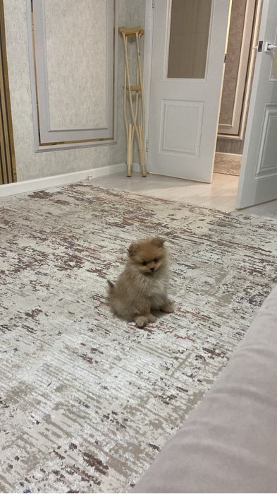 шпиц поомеранский