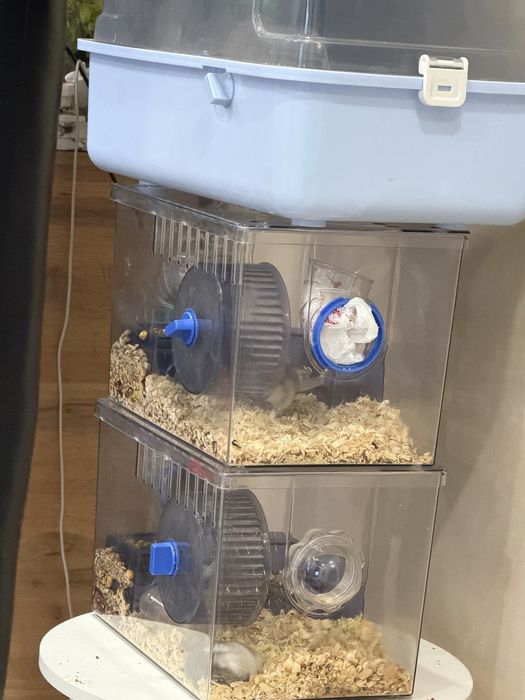 Продам хомяков с домиком