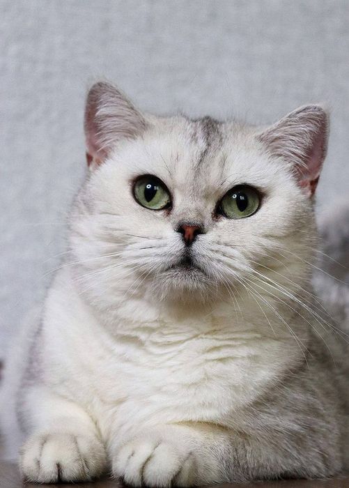 Британский Серебристый Шиншилла