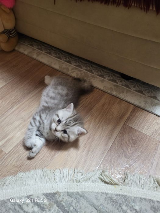 Продам шотландского котёнка