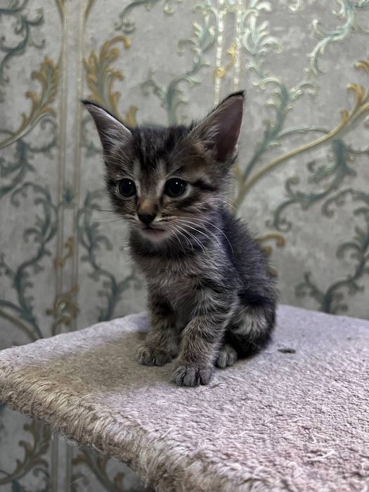 Продаются котята