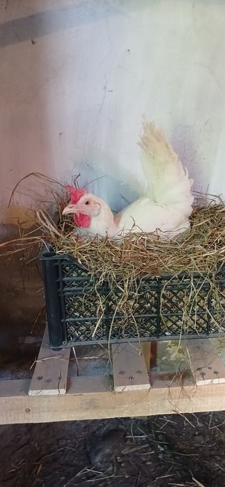 Павлодар. Продам домашнее яйцо