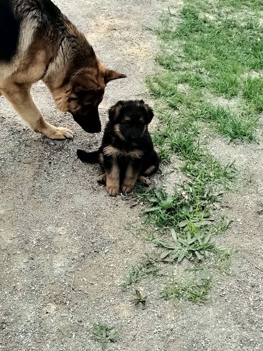 Вязка немецкая овчарка