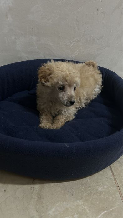 Продам карликового пуделя