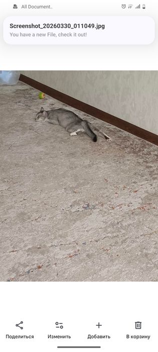 Отдам кошку скотиш стрейд