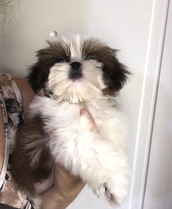 Лучшие Ши-тцу малыши