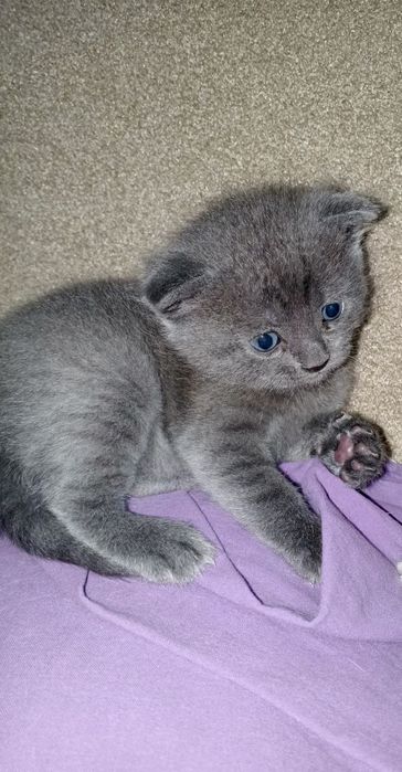 Срочно продам котята породы Scottish fold и Scottish street ..