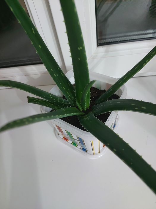 Лечебное растение "Алое вера"