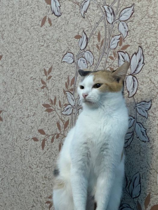 Отдам кошек в добрые руки!