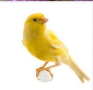 Kanareka sotiladi sayroda