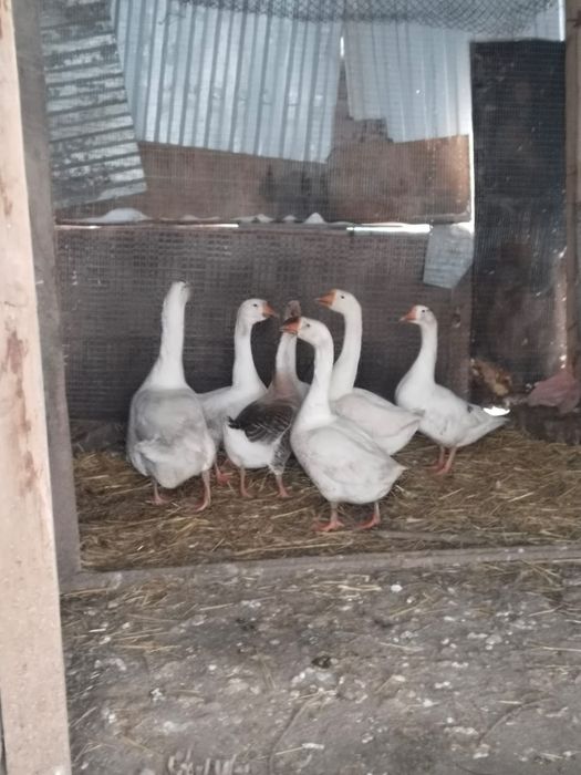 Гуси , индюки...