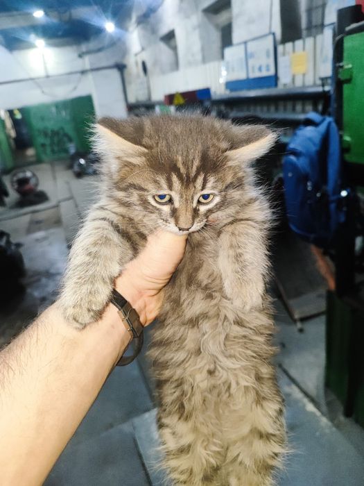 Отдаём шахтерских котят в добрые руки.