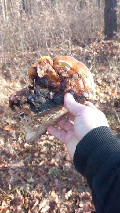 Ciuperca medicinala fomitopsis pinicola