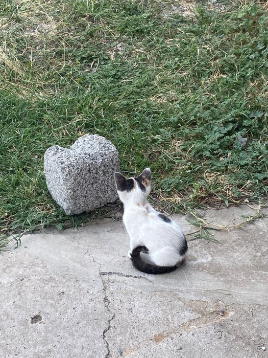 Продается кошка 1