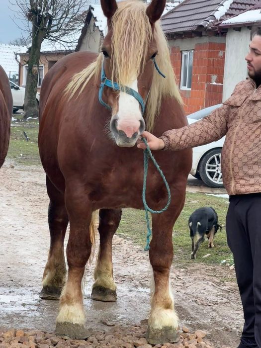 O pereche de iepe grele blonde
