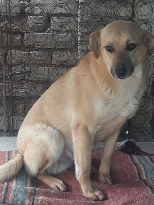 Собаки кобели в добрые руки