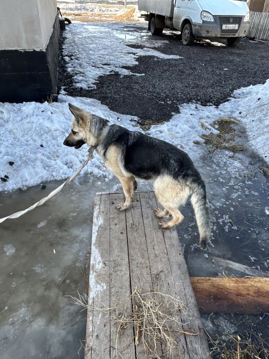 Овчарка оригинал