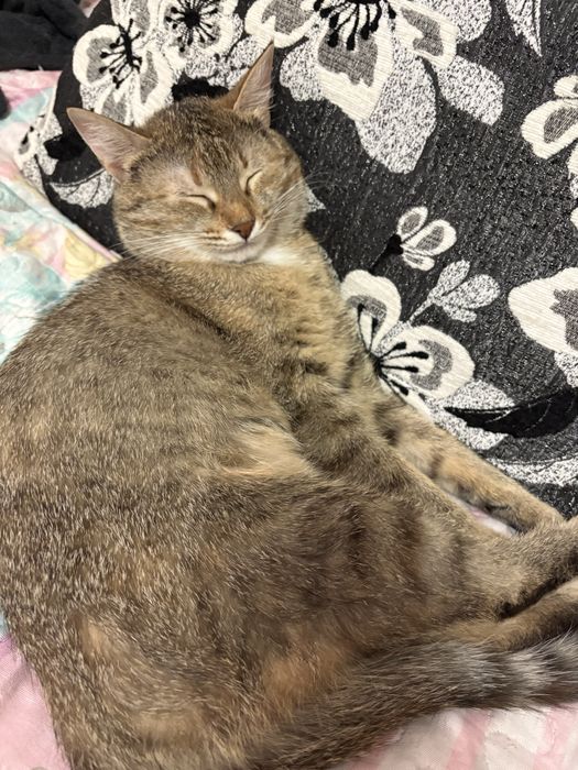 Кошечка в добрые руки