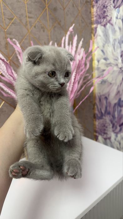 продается вислоухий  Котенок