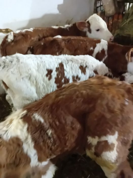 Taurasi și vitele baltati