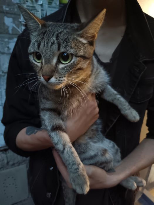 Нашли кошку, вокзал