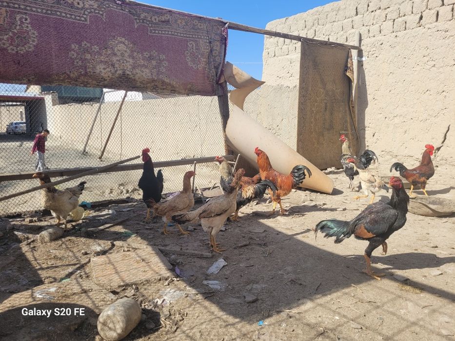 Хурозла сотилади