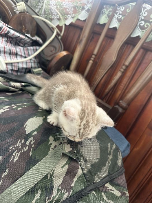 Котята Шотландской породы.