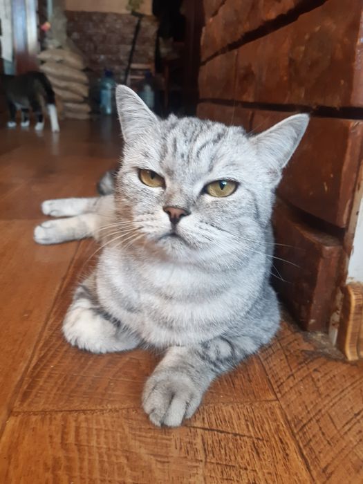 Кошек стерилизованых в ДОБРЫЕ руки!