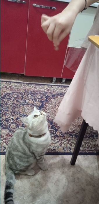 Кот на вязку срочно