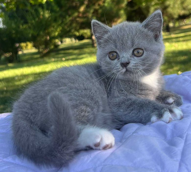 Scottish Straight blue cu pedigree