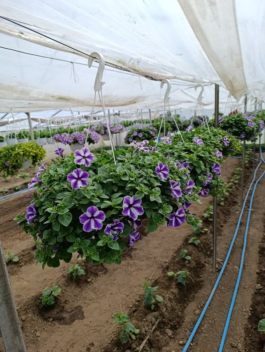 Petunia și mușcate de vânzare