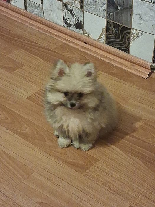 Продам собачку шпиц