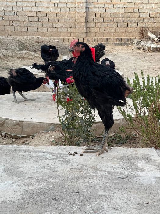 Chiroyli jinsiy aloqa orgazmi