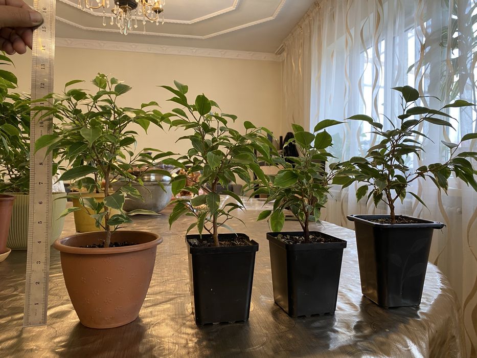 Фикус Бенджамина
