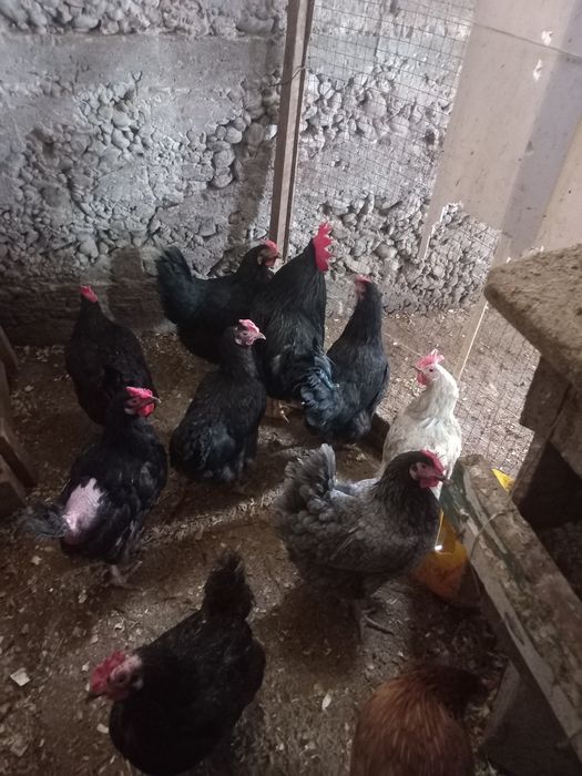 Үй тауықтары сатылады