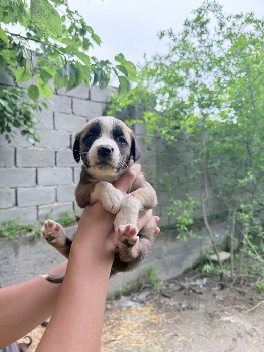 Pitbul  bolalar sotiladi