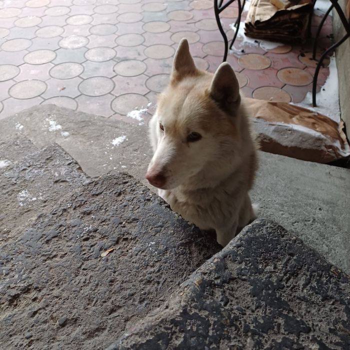 Собака ищет дом,потеряшка