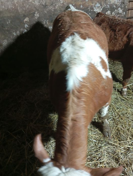 Vând 17 viței 9 femele și 8 masculi