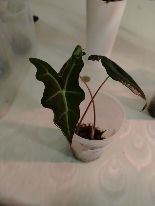 Продам комнатные цветы