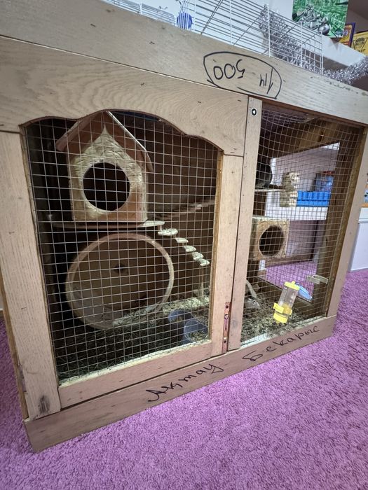 Продаются шиншиллы