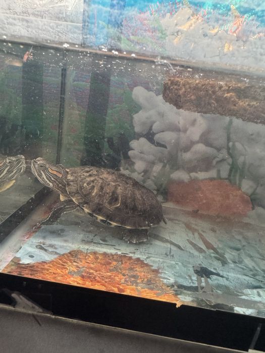 Красноухая черепаха