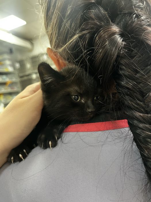 Отдам котенка в добрые руки.