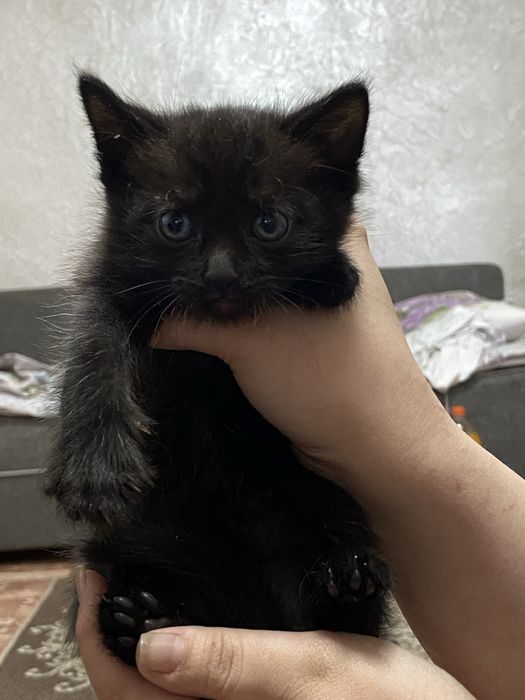 Отдам котят бесплатно